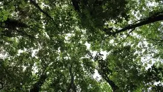 Wogende Bäume im Wind - 1080p 50fps (30sec)