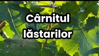 Cârnitul vitei de vie, oprirea din crestere a lastarilor.
