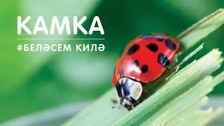 БЕЛӘСЕМ КИЛӘ: камка / Божья коровка / Изучаем животных и насекомых с малышами