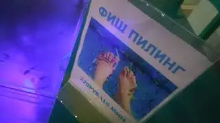 Рыбки Гарра Руфа (Garra rufa) или лайфхак для спа-салона как получить больше эффекта от фиш-пилинга.