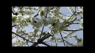 Поклонение св.прп.Варсонофию Щегловскому,Тульскому