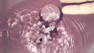 LPS: Атмосфера 🌸💕