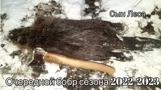 Охота на бобра сезон 2022-2023