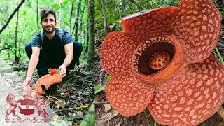 Pathless Forest: The Quest To Save The World’s Largest Flowers | Chris Thorogood