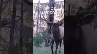 ГОЛОС ИЗЮБРЯ СЛЫШНО ЗА КИЛОМЕТРЫ 