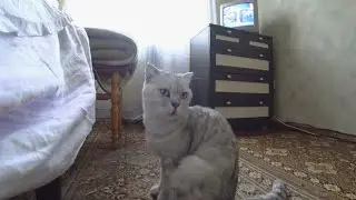 Утренний кот Вильям. Обычное утро.