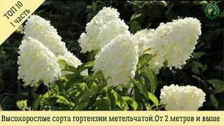 Высокорослые сорта гортензии метельчатой. От 2 метров и выше. ТОП 10. Питомник 🌹 и 🌲 Е. Иващенко