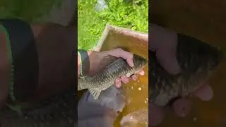 Обзор на рыбу
