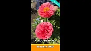 Пион Claudius / Сад Ворошиловой #shorts #claudius #садворошиловой #цветы #пионы #peony