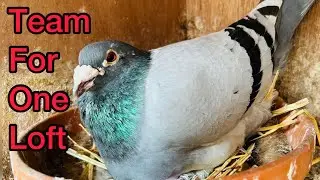 Team for One Loft Racing Pigeons 2023