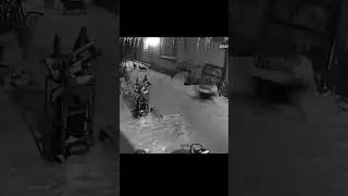Охранная система кото-пёс))