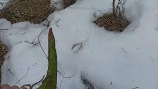 Поиск рогов 2021.Рога лося...