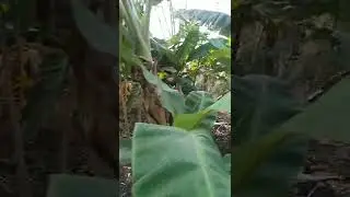 Organic Farming | आमची शेती - 1 #shorts #myfarm #organicfarming