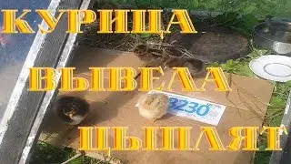 Курица вывела цыплят