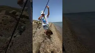 Морской скат