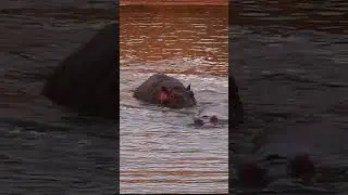 HIPPOS!! Sabie River, Kruger National Park #shorts