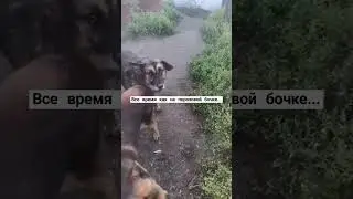 #домашнийприютмилосердие