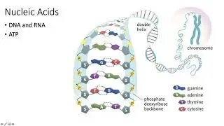 Micro Metabolism COMPLETE