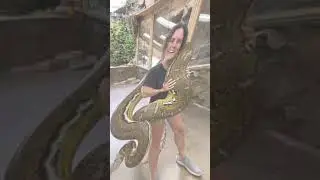 king cobra vs viper snake fight