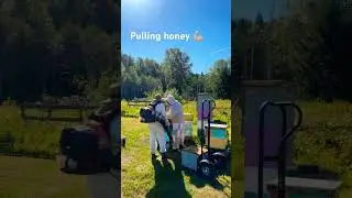 Bee escapes for 2 days, then blow 💨