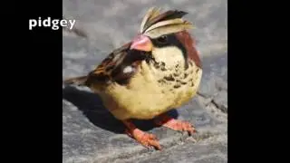 Pokemon in real life, Pokemon fan art