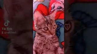❤️ #cat #кошечка
