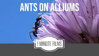 Ants Pollinating Alliums ~ 1 Minute Films