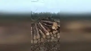 Вырубается лес между Коренево и Торбеево