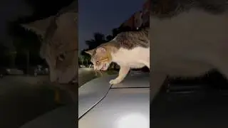 Котейский беспредел