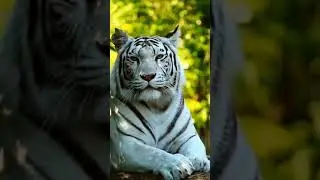 Cool white Tiger #shorts #animals #whitetiger