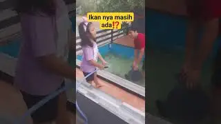 bersihin kolam ikan channa 
