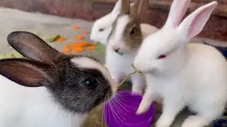Rabbit Eating ASMR | Rabbit eating Sound | Rabbit Fight for Food