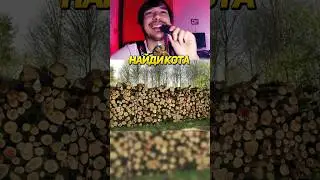 Найди Кота! Сложный Уровень 6😼