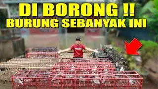 GREBEK PENJUAL MERPATI PART1