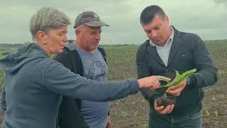 Срcompararea culturilor folosind îngrășăminte complexe lichide ЖКУ