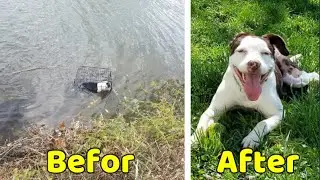 Man Spots Caged Abandoned Dog in a Frigid Lake, Leaps In to Rescue Her, Gives Her New Home