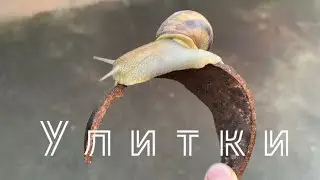 Улитки-Самые Безобидные Существа В Мире? / Вскрытие Мёртвой Улитки