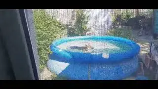 10.08.2021 Ральф купается