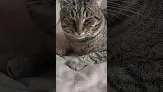 прекрасный кот 