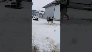 ванюшка пёс сутулый