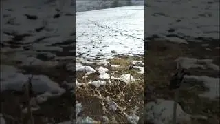Ловля Щеглов на чекаст 