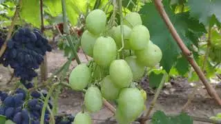 Виноград Пилигрим , Белая Скала и Мечта Фермера.