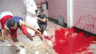 مراسم ذبح أول أضحية لي ... (اللهم تقبل منا)