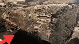 hoping to profit from rotting wood.