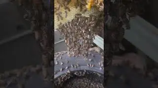 Bee Roll