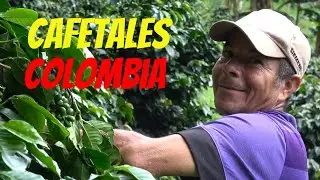 🇨🇴 Cafetales del Colombia, el mejor café del mundo