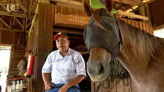 Máscaras contra moscas para cavalos