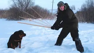 Бью Ротвейлера ПАЛКОЙ, поэтому и слушается!