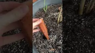 This Houseplant Watering Hack Saved Me! 