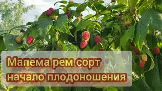 Рем сорт малины Мапема